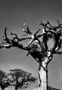 Steve Johnson’s blog